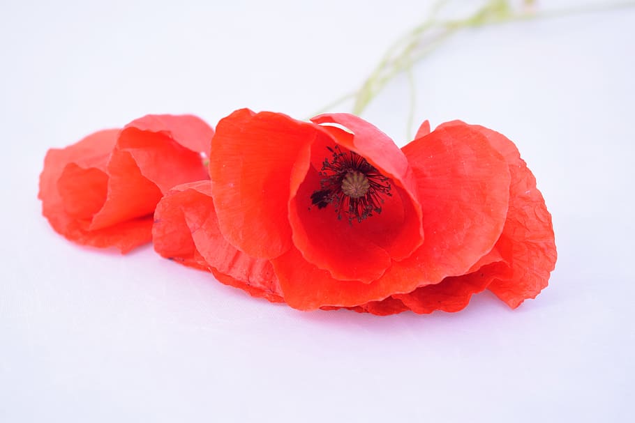 mac, macce, machata, red, white, background, isolated, poppy HD wallpaper