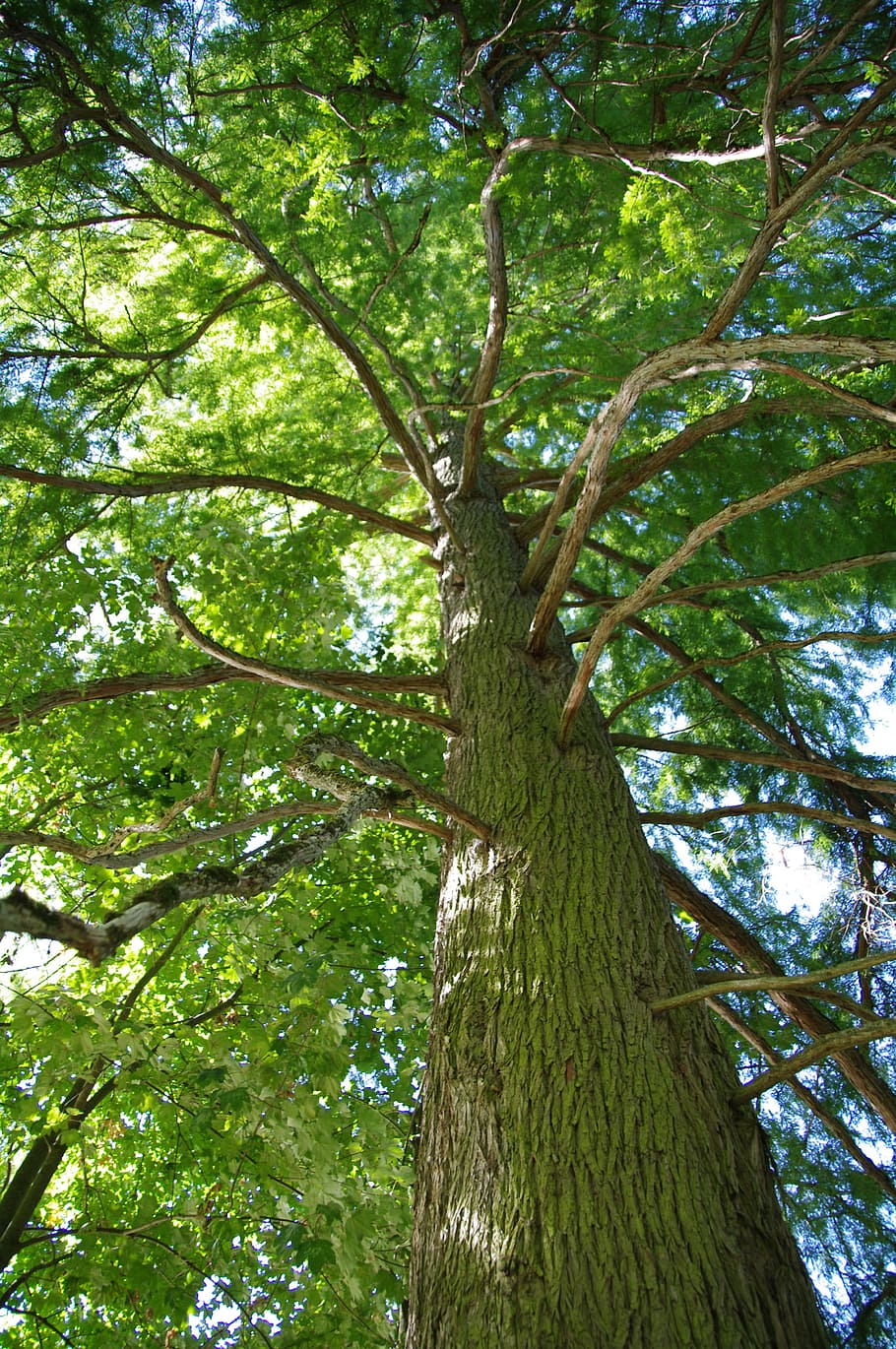 Majestic, Tree, Nature, Spring, majestic tree, trees, field HD wallpaper