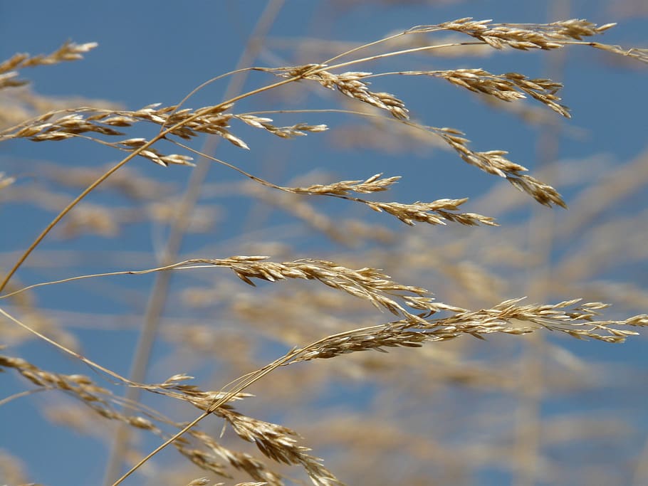grass, wind, blow, flutter, dry, seeds, compressed meadowgrass, HD wallpaper