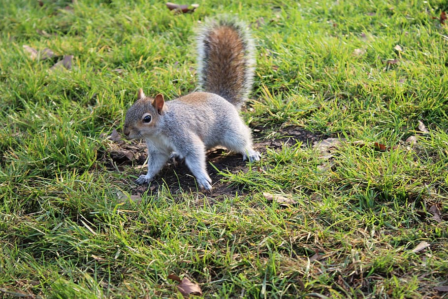 Squirrel, London, Grass, England, park, animal, mammal, rodent HD wallpaper