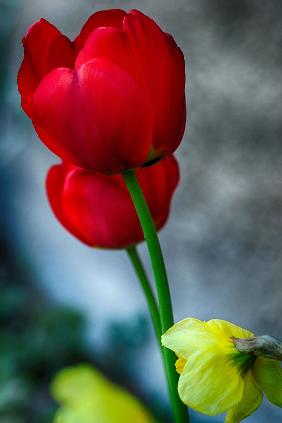 tulip, daffodil, nature, spring, flower, flowering plant, fragility HD wallpaper