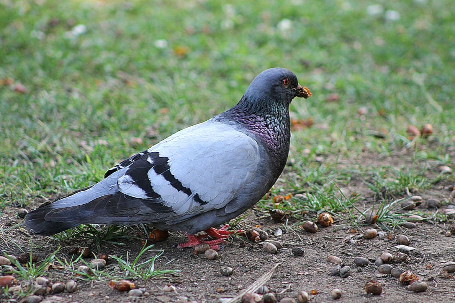pigeons, bird, grey, animal themes, animal wildlife, vertebrate HD wallpaper