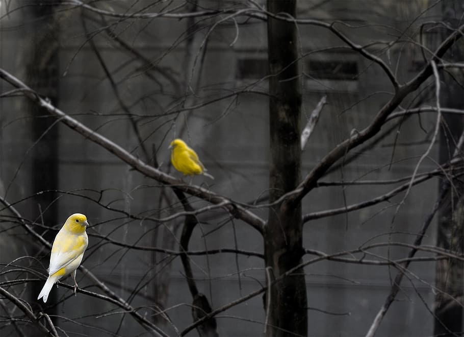 yellow bird perched on tree, serins, birds, branches, bright HD wallpaper