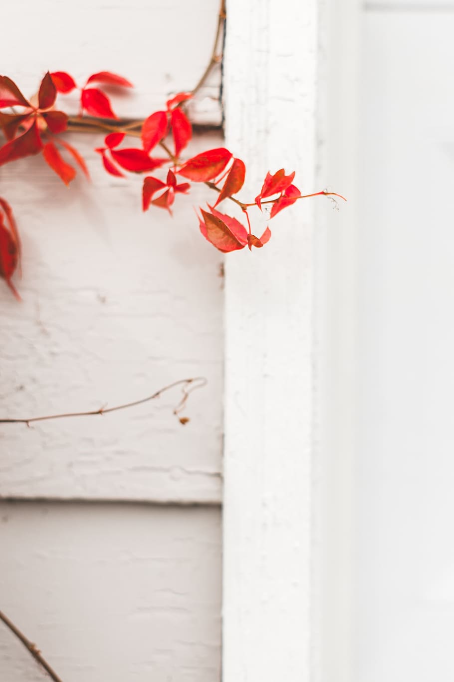 red, leaves, white, flower, flowering plant, beauty in nature HD wallpaper
