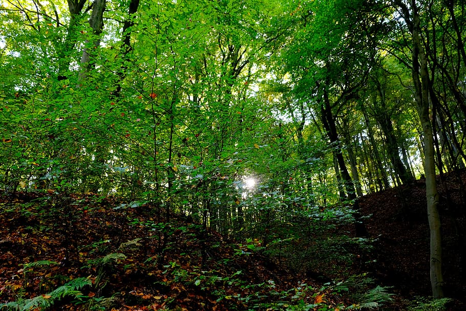 forest, trees, nature, landscape, sunlight, leaves, log, branch branches HD wallpaper