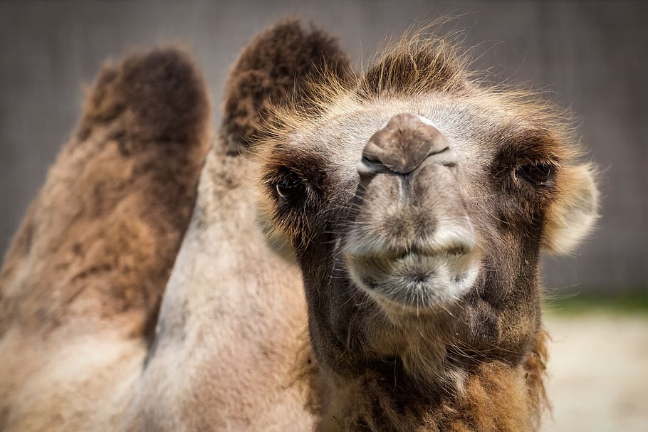 photography of brown camel, bactrian camel, watch, camelus bactrianus HD wallpaper