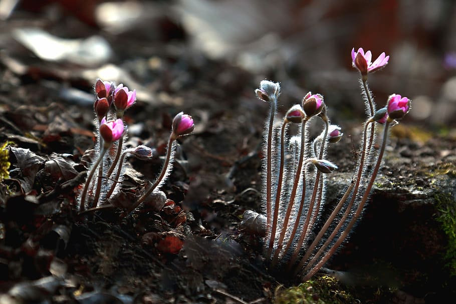 selective focus photo of pink crocus flower buds, flowers, nature