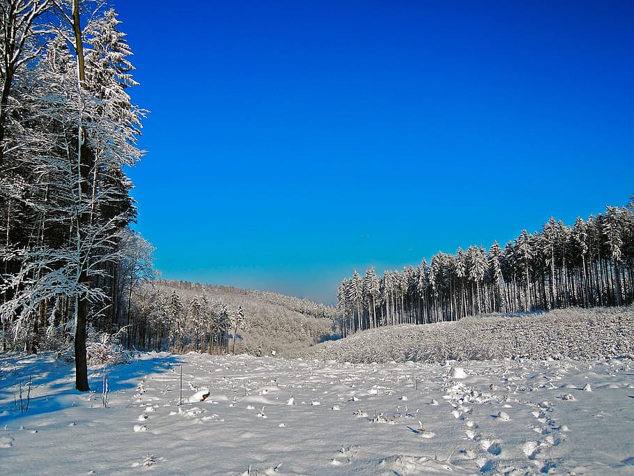 winter, panorama, snow, white, blue, trees, blue sky, view HD wallpaper