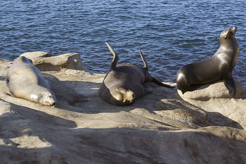 rocks, ocean, pacific, sea, lion, water, coast, marine, aquatic HD wallpaper