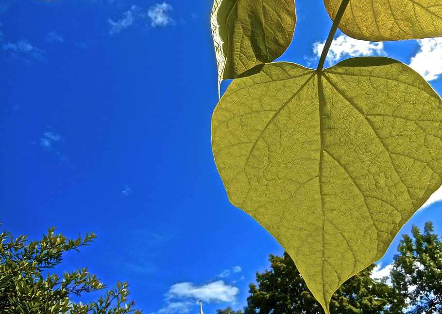 heart, green, leaf, blue sky, plant, plant part, nature, tree HD wallpaper