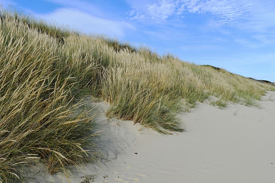 australia, beach, beach grass, summer, ocean, sand, coast, landscape HD wallpaper