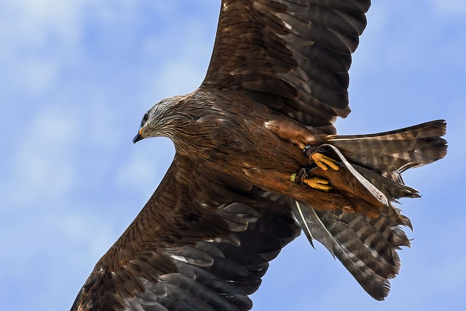 buzzard, fly, raptor, bird, sky, animal, animal themes, animal wildlife HD wallpaper