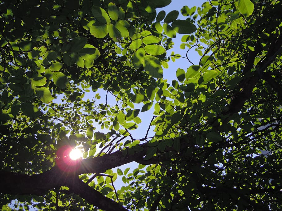 Tree, Leaves, Shadow, Light, summer, sunbeam, branch, outlook HD wallpaper