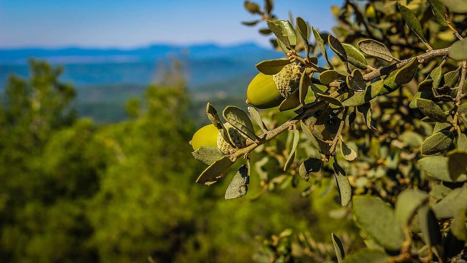nature, tree, flora, leaf, outdoors, fruit, nuts, plant, plant part HD wallpaper