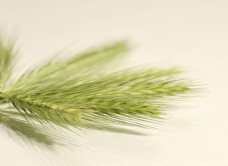 green grass on white surface, Ears, Corn, Decorative, the background HD wallpaper