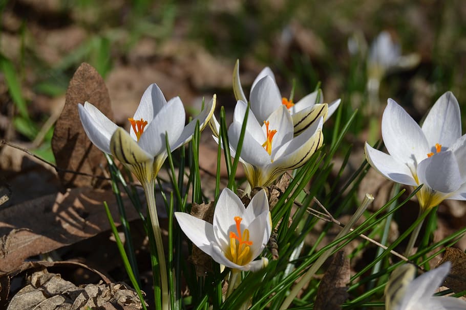 crocus, flower, flowers, spring, nature, plant, springtime HD wallpaper