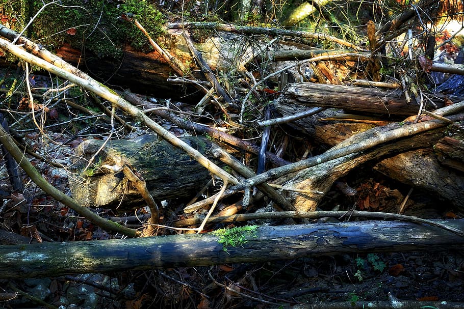 environment, nature, damage, forest, storm, tangle, wood, tree trunks HD wallpaper