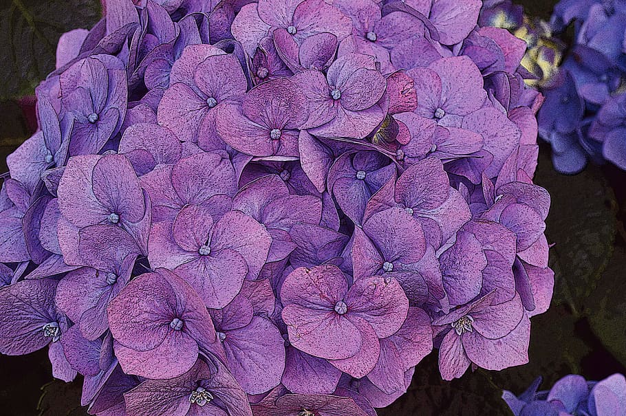hydrangea, flower, pink, purple, summer, wrought, flowering plant HD wallpaper