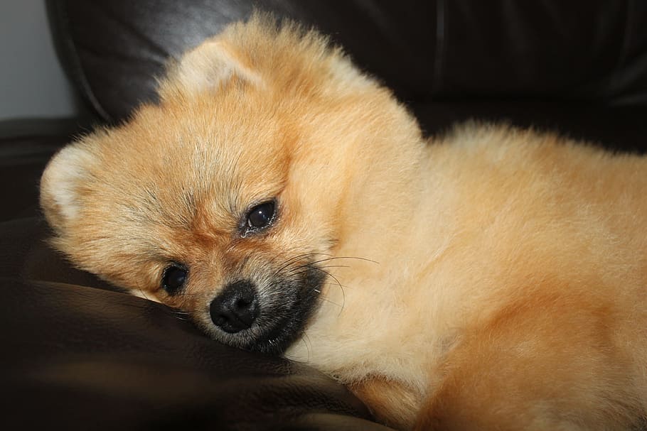 Spitz, Pets, Rest, Bearing, godtired, one animal, domestic animals HD wallpaper