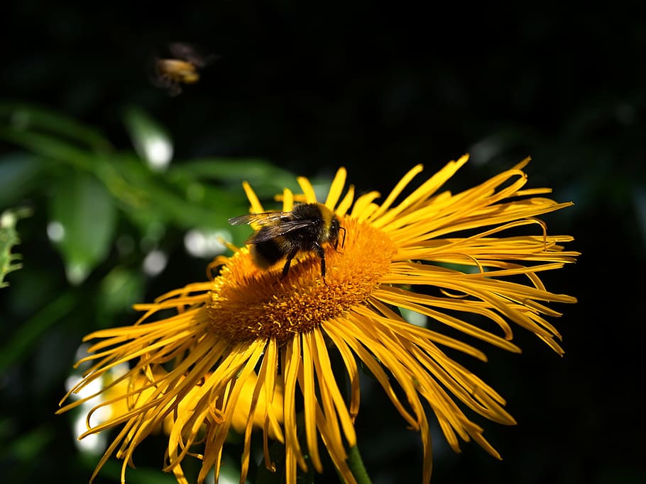 flower, insects, flowering plant, invertebrate, animal themes HD wallpaper