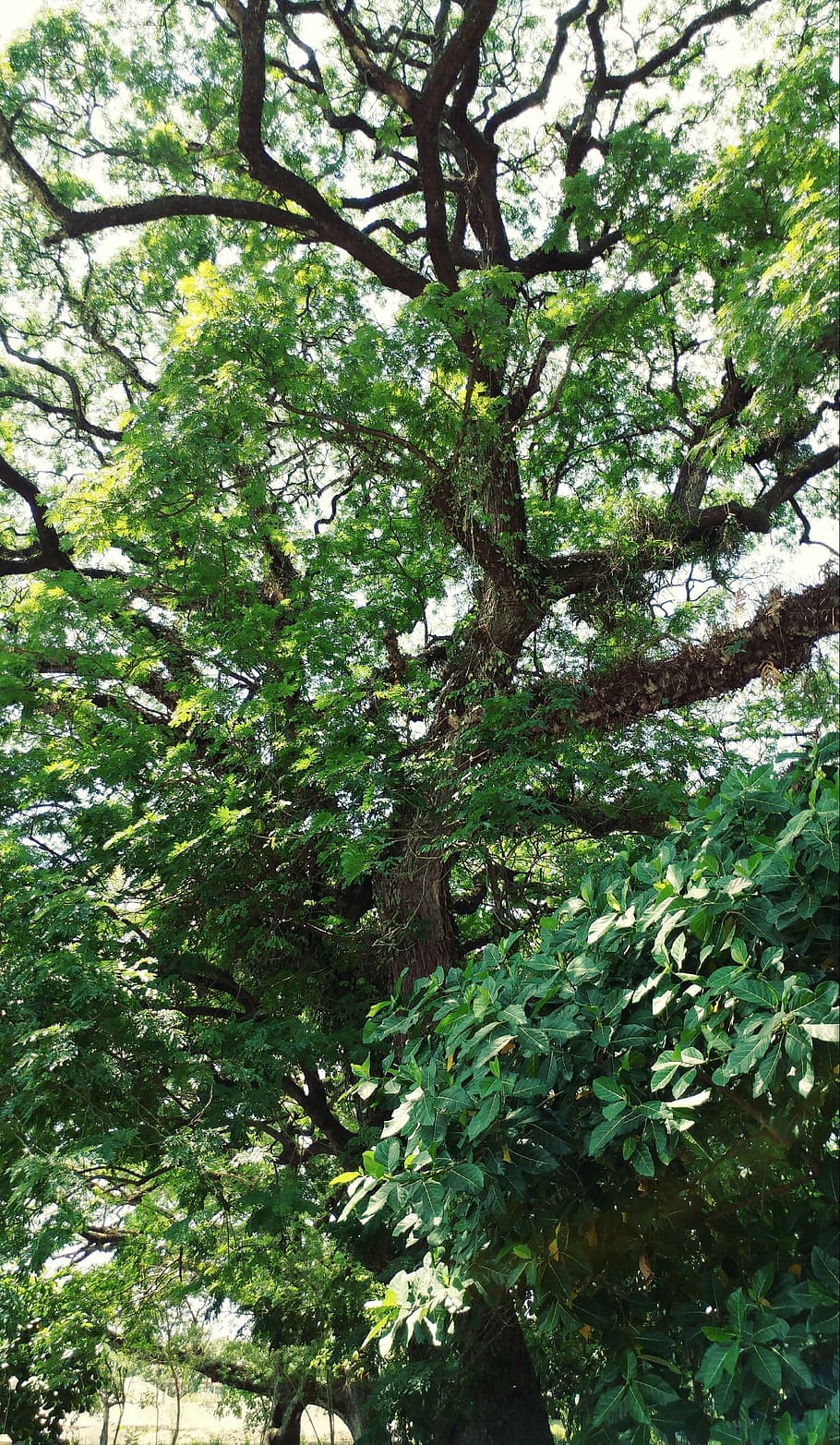 tree, plants, green, natural, landscape, environmental, forest HD wallpaper