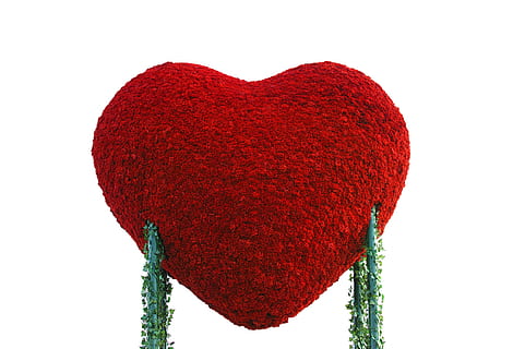 red heart with white background, Love, Ideas, Concepts, Lifest HD wallpaper
