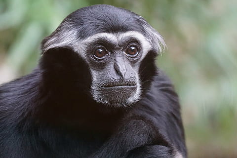 selective focus photograph of black primate, animals, monkey HD wallpaper