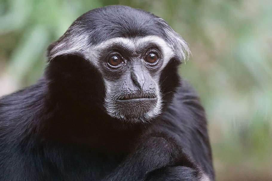 selective focus photograph of black primate, animals, monkey HD wallpaper