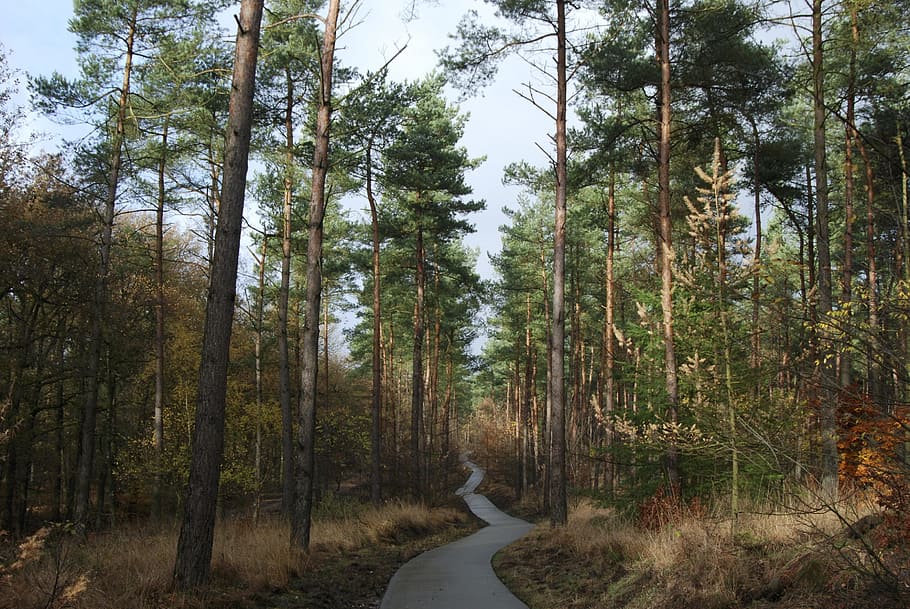 green forest during daytime, woods, path, trail, pathway, footpath HD wallpaper