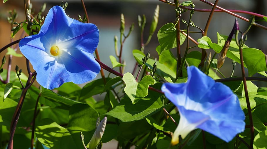 nature, garden, ipomoea hederacea, morning glory, creeper, blue white, HD wallpaper