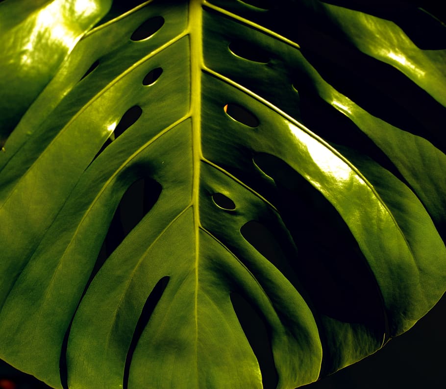 Philodendron 1080P, 2K, 4K, 5K HD wallpapers free download | Wallpaper ...