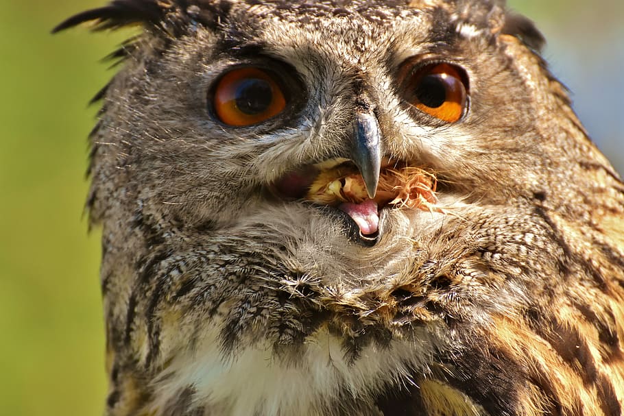 close up photo of brown and black owl, bird, feather, eagle owl HD wallpaper