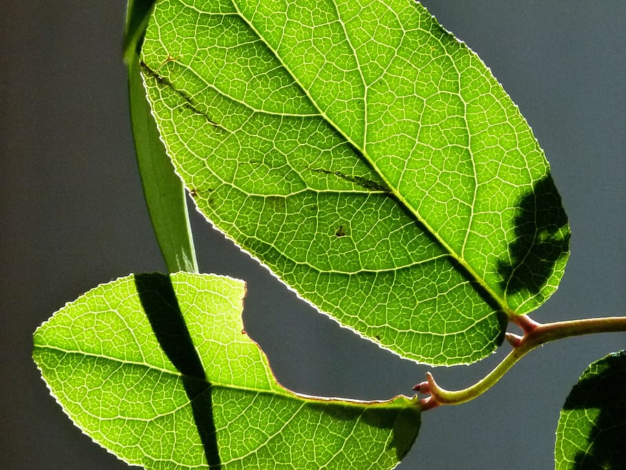 Leaves, Backlight, Nature, Plants, green, macro, close-up, leaf HD wallpaper