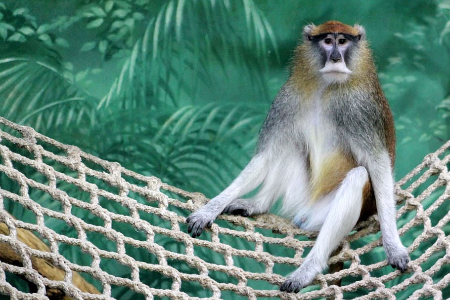 Monkey, Zoo, Animal, Wild, Nature, mammal, wildlife, zoo animals HD wallpaper