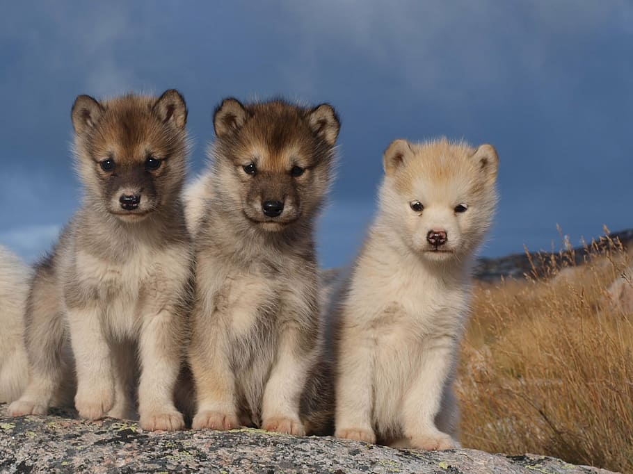 three long-coated brown puppies on gray surface during daytime, HD wallpaper