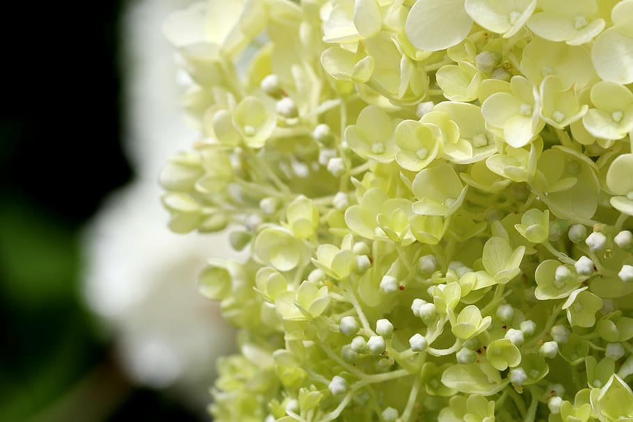 hydrangea, plants, nature, forest, flowers, landscape, park HD wallpaper