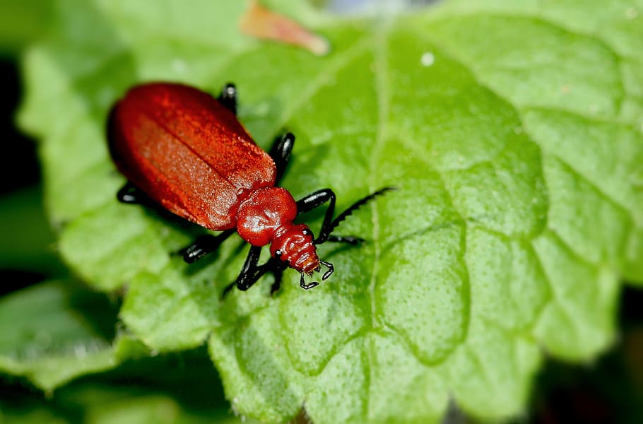insect, bug, red, hairy, nature, beetle, leaf, close-up, macro HD wallpaper