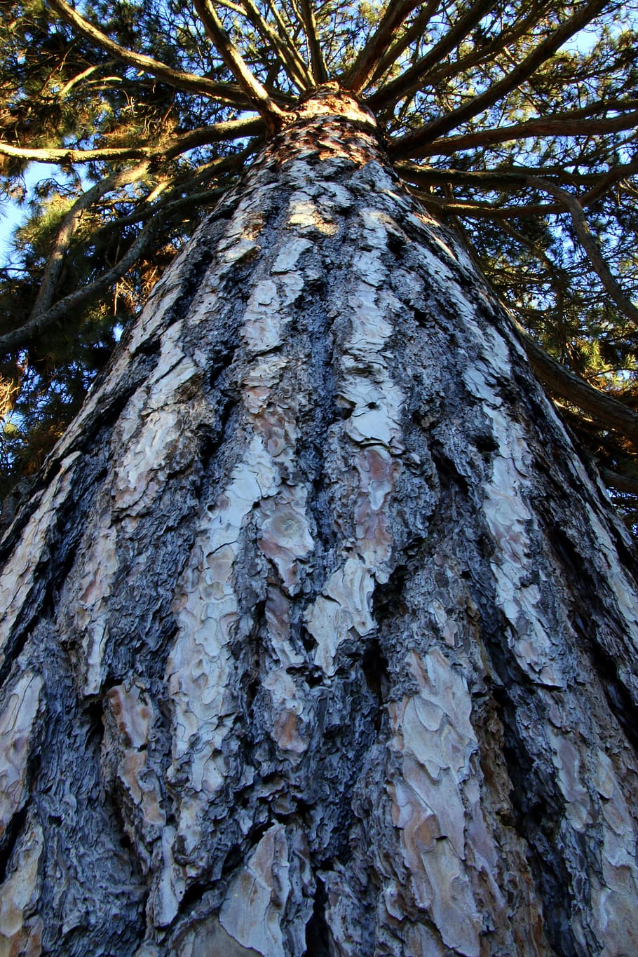 tree, trunk, pine tree, tree trunk, wood, nature, lumber, timber HD wallpaper