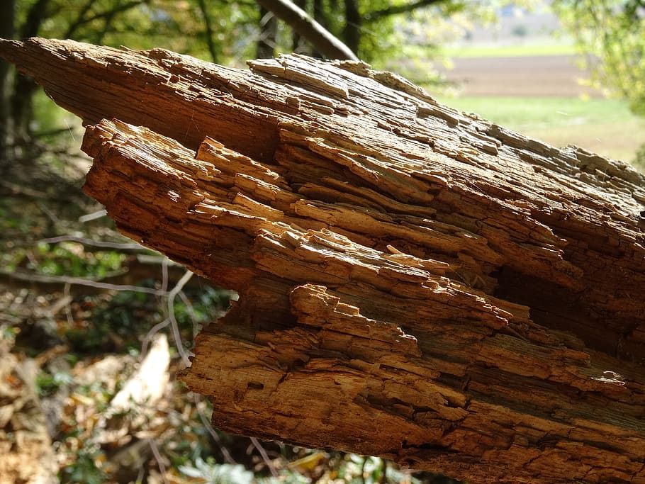 forest, tree, wood, morsch, nature, wood - Material, tree Trunk HD wallpaper