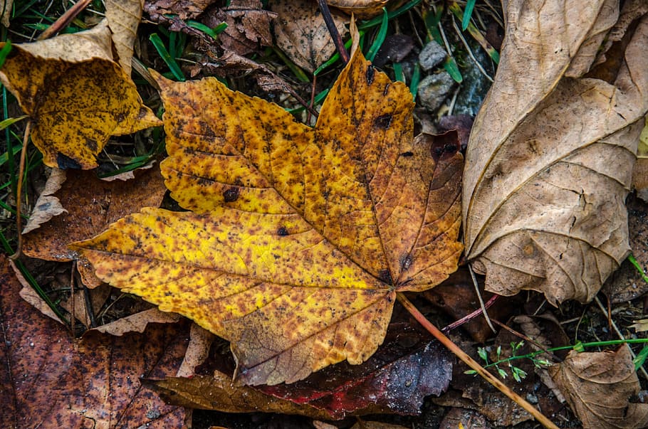 leaves, leaf, forest, autumn, fall foliage, tree, brown, fall color HD wallpaper