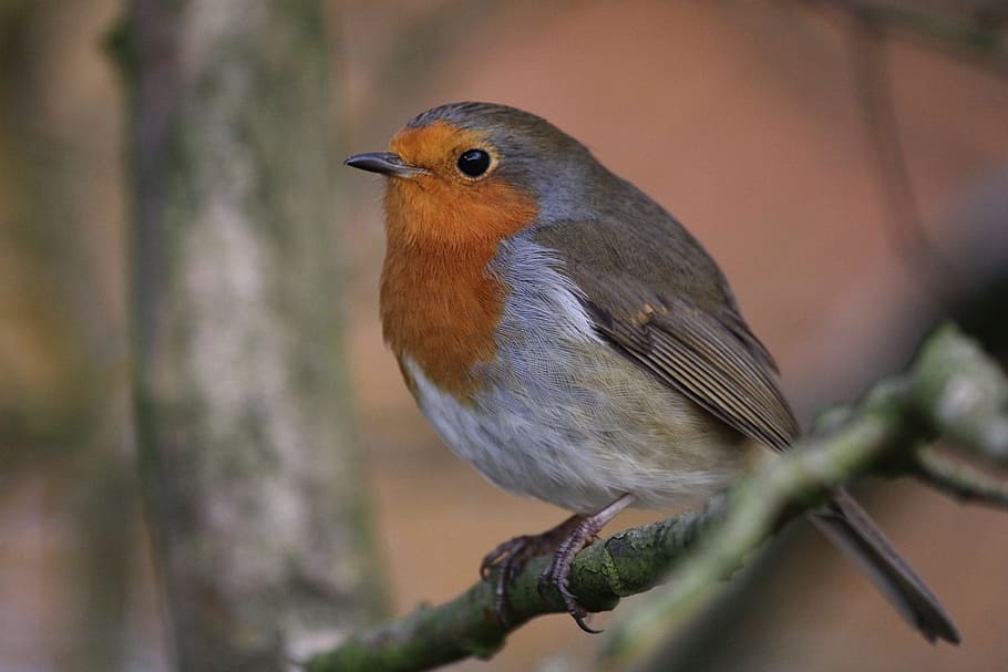 focus photography of gray and orange bird, robin, fly, wings HD wallpaper