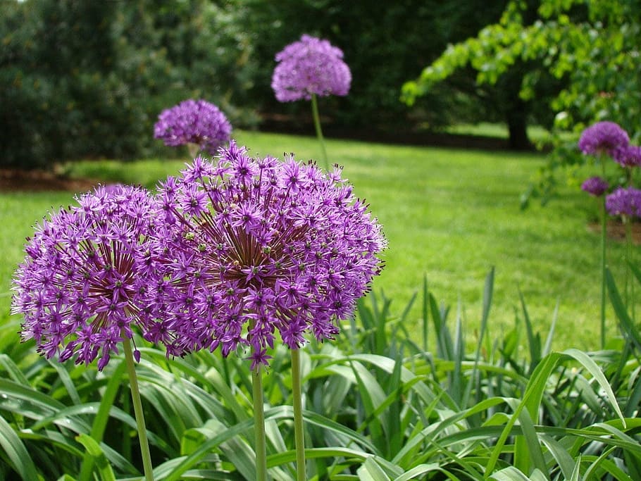 flower, grass, leaf, tree, country, garden, spring, flowering plant HD wallpaper