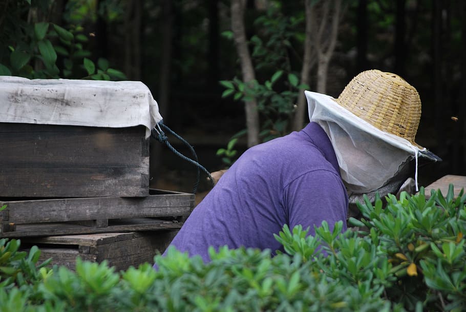 Beekeeper, Worker, Honey, Hive, Apiary, pollen, beehive, colony HD wallpaper