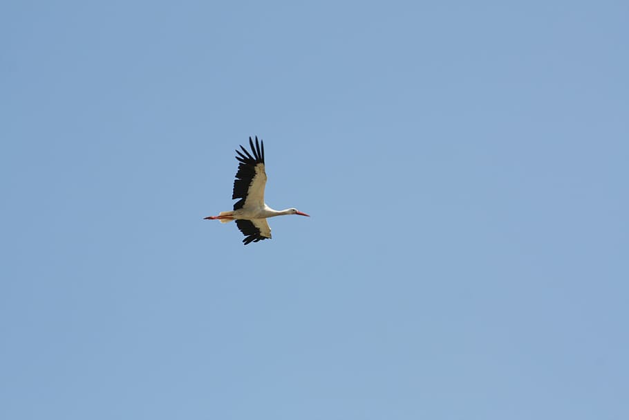 stork, sky, flight, birds, animal wildlife, flying, animals in the wild HD wallpaper