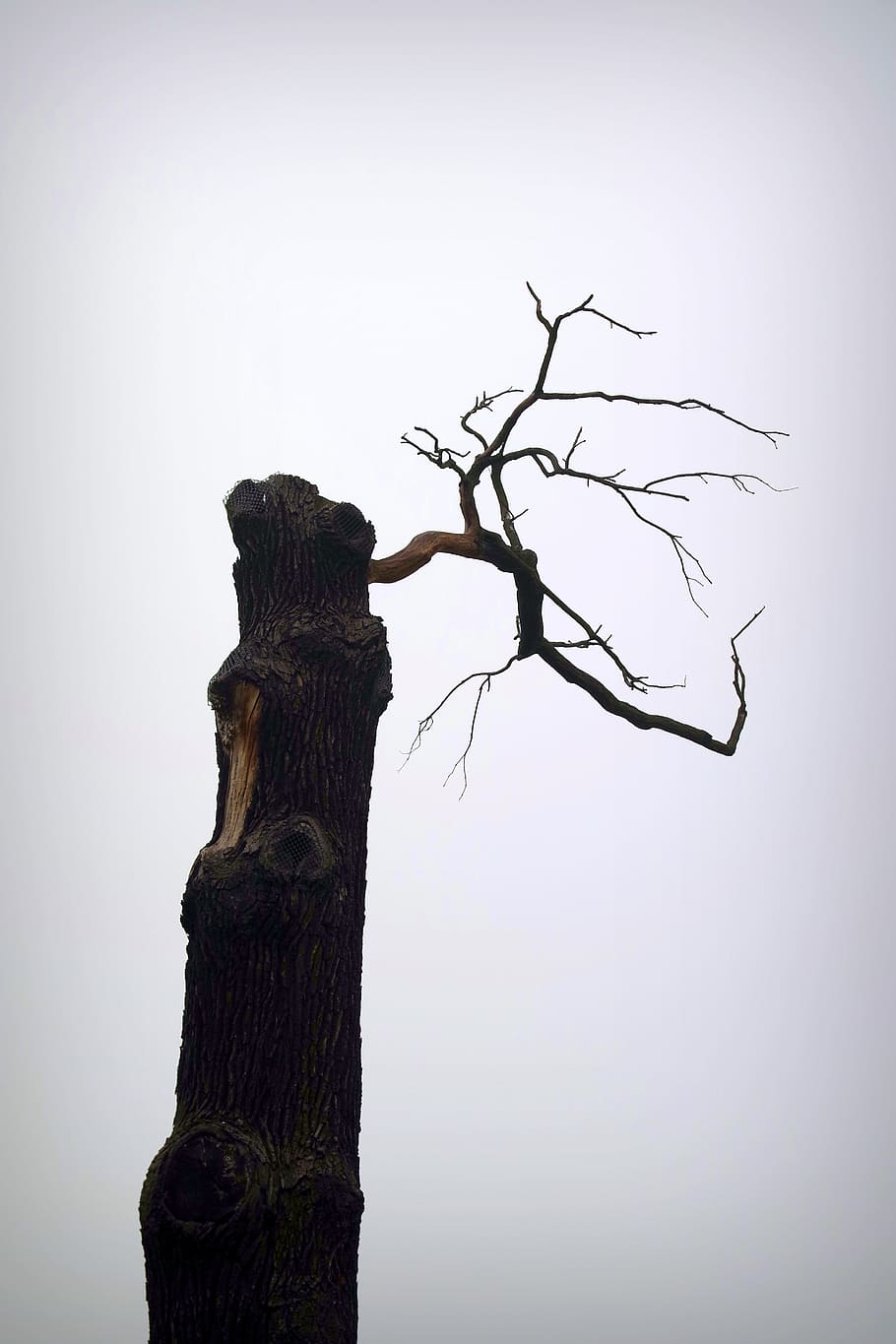 Tree, Dead, Old, Natural Monument, Boat, stump, lonely, cold HD wallpaper