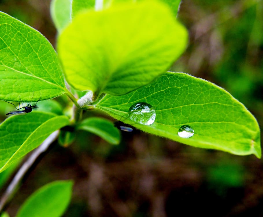 plant, leaf, leaves, drops, rain, green, rain drop, after rain HD wallpaper