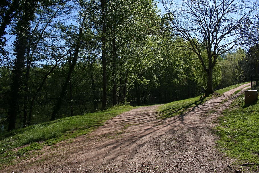 path, trees, perspective, shadow, nature, plant, direction HD wallpaper