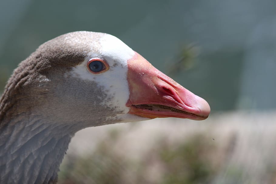 grey goose, anser anser, bird, duck, feathered race, animals