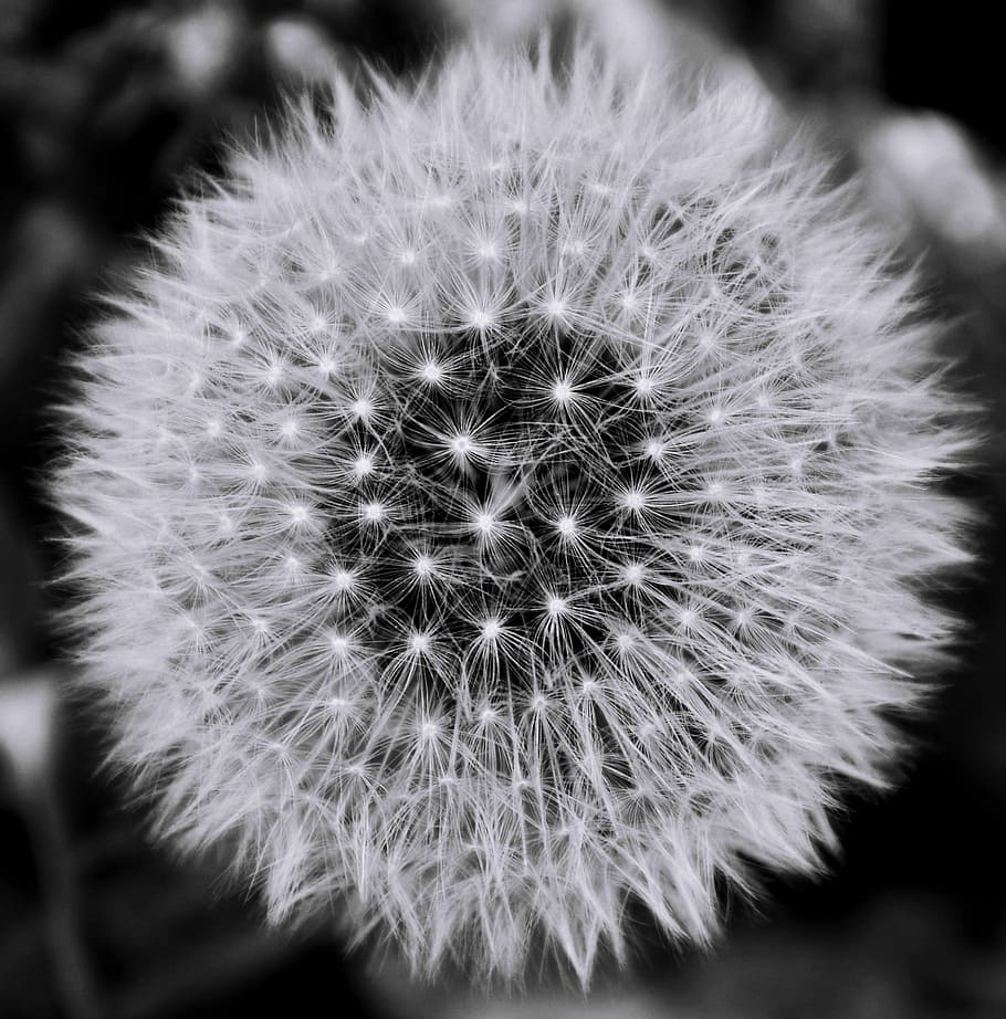 Black, White, Dandelion, flower, flower head, fragility, close-up HD wallpaper