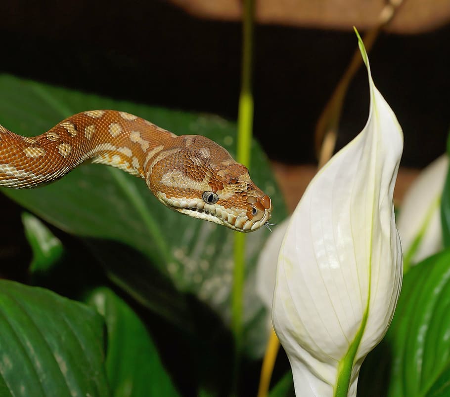 brown snake beside white peace lily, carpet python, morelia bredli HD wallpaper